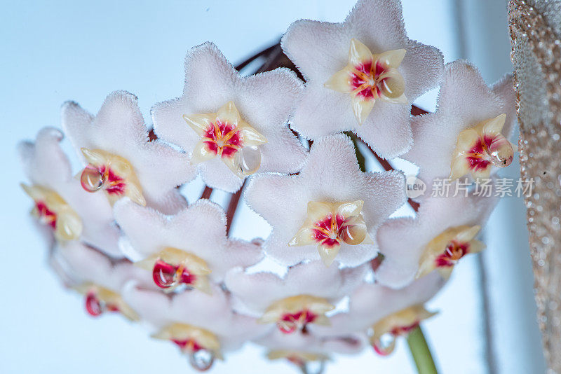 Hoya Carnosa花的特写，花吊灯，花蜜